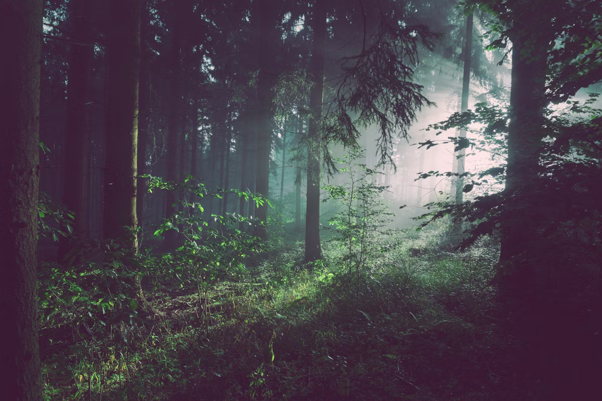 Community Forestry: A Model That Works